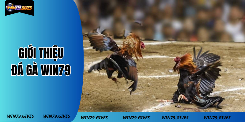 Giới thiệu đá gà win79