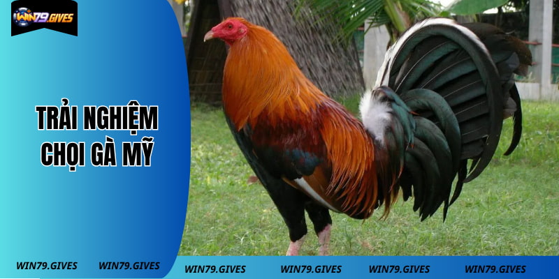 Trải nghiệm chọi gà mỹ tại cổng game